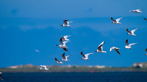 Flock of birds flying against sky