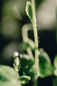 Close-up of water drops on plant at field