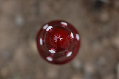 Close-up of red rose