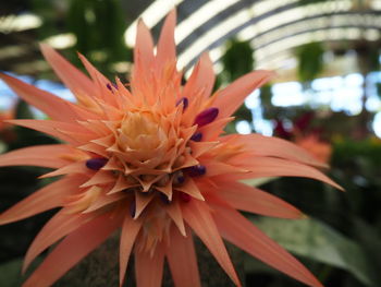 Close-up of orange flower