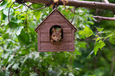 Close-up of birdhouse hanging on tree