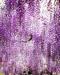 Full frame shot of purple flowering plants