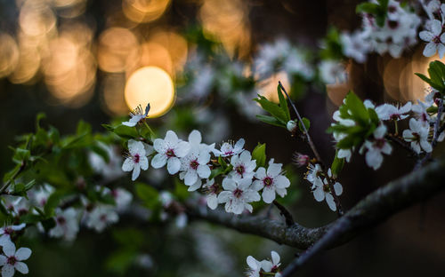 Close-up of white flowers blooming on tree