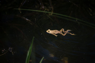 High angle view of crab swimming in lake