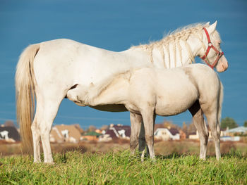 Horses on field against clear blue sky