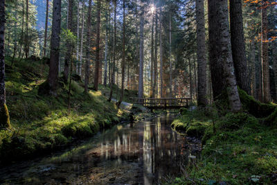 Scorcio magico nei boschi di auronzo