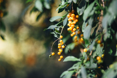 Yellow berries growing outdoors