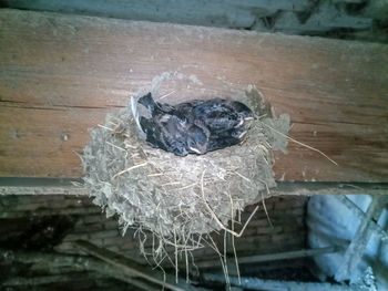 High angle view of bird perching on wood