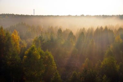 Trees on landscape against sky