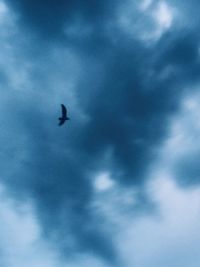 Low angle view of bird flying