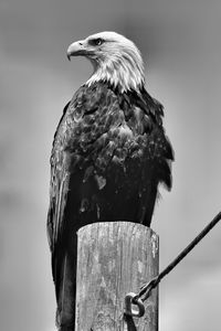 Low angle view of bald eagle perching on wooden post