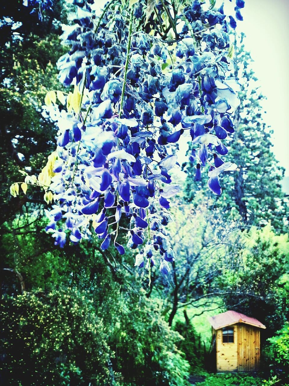 growth, flower, tree, building exterior, blue, nature, built structure, beauty in nature, plant, freshness, low angle view, architecture, day, branch, outdoors, purple, house, no people, green color, fragility