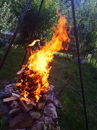 Bonfire on field in forest