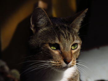 Close-up portrait of a cat