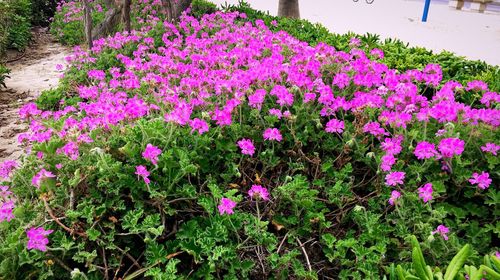 Purple flowers blooming outdoors