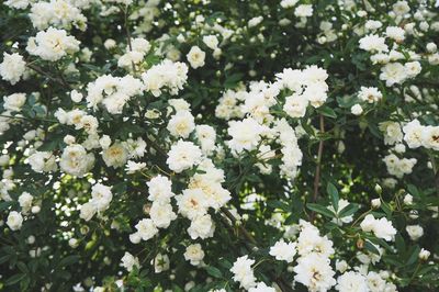 Close-up of white flowers blooming in spring