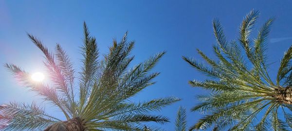 Low angle view of palm trees against blue sky