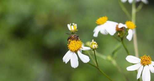 Close-up of insect on white flower