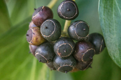 Close-up view of fresh green leaf
