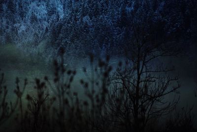 Silhouette of trees at night