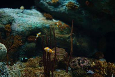 Close-up of fish in aquarium