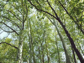 Low angle view of trees in forest