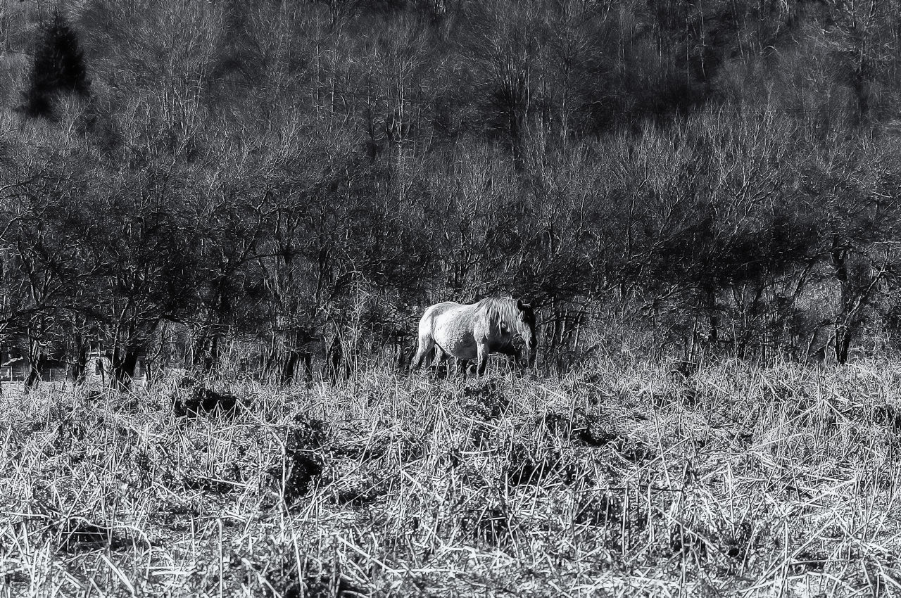 VIEW OF AN ANIMAL ON FIELD