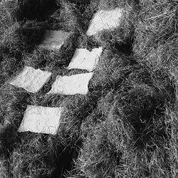 Close-up of grass