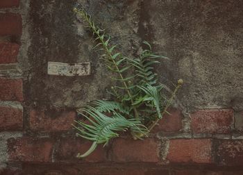 Close-up of plants