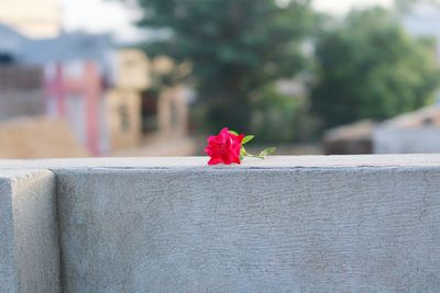 Close-up of red flower on retaining wall