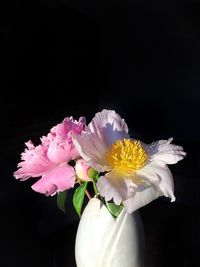 Close-up of pink flowers against black background