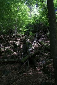 Trees growing in forest