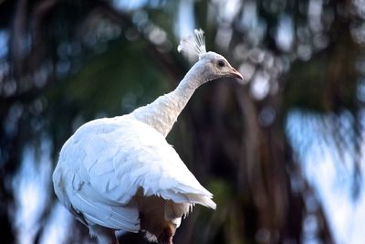 Low angle view of white peacock against trees