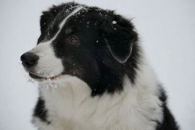 Close-up of black dog