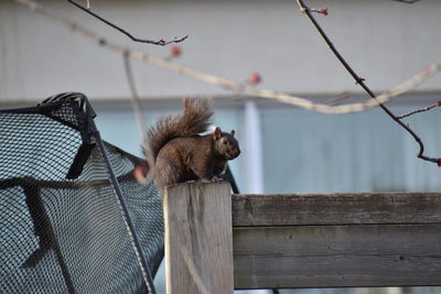 Close-up of squirrel on wooden fence