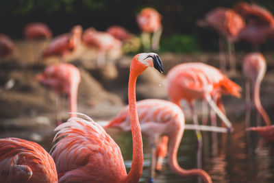 Flamingoes in lake