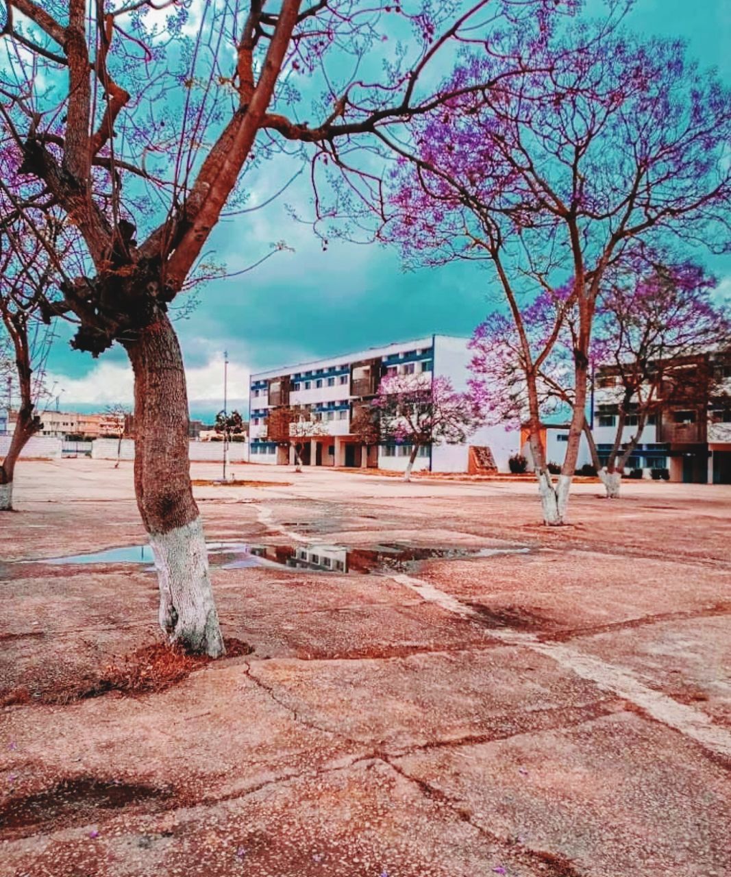 BARE TREE ON FIELD AGAINST BUILDINGS