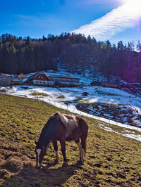 Horse standing on snow covered field