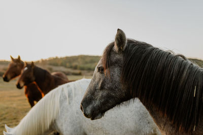 Horse standing against clear sky