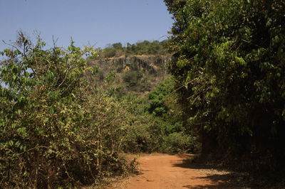 Scenic view of trees on landscape