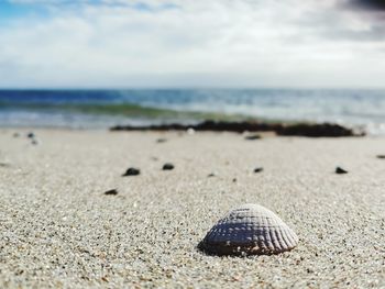 Close-up of shell on beach