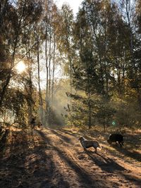 View of a forest