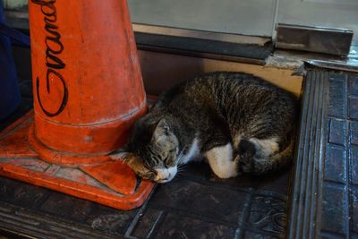 Cat relaxing outdoors