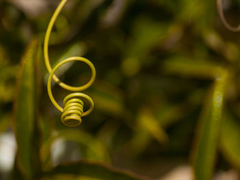 Close-up of spiral plant