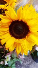 Macro shot of yellow sunflower blooming outdoors