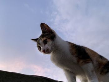 Low angle view of cat looking away against sky