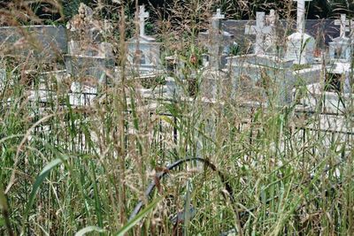 Plants growing in a garden