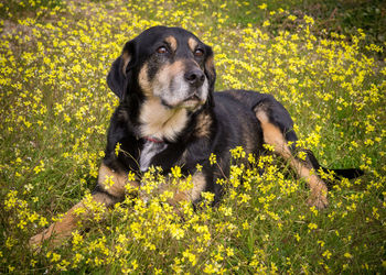 Dog looking away on field