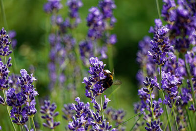 Close-up of bee pollinating on purple flowering plant