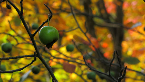 Close-up of leaves hanging on tree